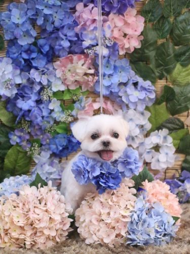 20250622マルちゃん